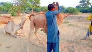 They are giving Nilverm drench to  baby camel Nilverm drench##viral #trending