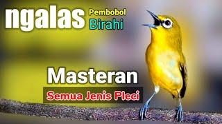 PLECI GACOR suara ngalas nembek - PANCINGAN PLECI pembobol birahi MASTERAN Semua jenis pleci