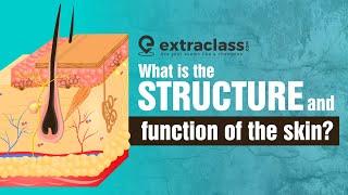 What is the structure and function of the skin?  Biology  Extraclass.com