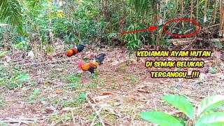 MIKAT AYAM HUTAN DATANG MELUNCUR DARI SEMAK BELUKAR