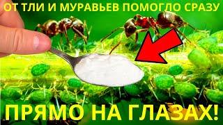 Я Не Верил Но От Тли и Муравьев Помогло Сразу Прямо На Глазах  Топ 5 Способа Проверенных 