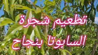 تطعيم شجرة السابوتا بالقلم بنجاح .Successful grafting of the Sabota tree with a pen