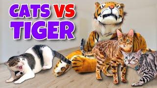 CATS VS TIGER PRANK COMPILATION