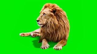 Male Lion  Best Green Screen  Download Link 