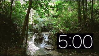 Relaxing Rainforest 5-Minute Countdown Timer