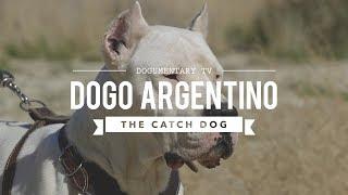 HUNTING WITH DOGO ARGENTINO