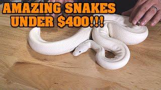 BEST BALL PYTHONS FOR REASONABLE PRICE?? We look at the best pet snakes $400 or LESS