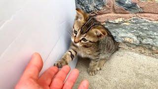 Kittens living on the street are waiting for me every day for love and food