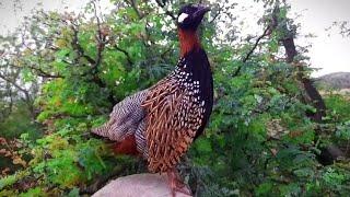 Black Francolin beautiful sound kala teetar awaz  partridge Voice  काला तीतर की आवाज kala teetar