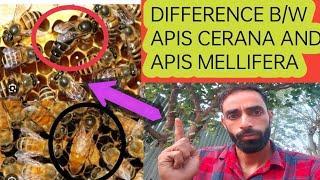 Difference Between apis cerana and Apis mellifera #beekeeping #honeybee @Kashmiribeekeeper