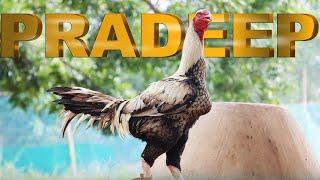 Kadaknath Poultry Farming  Young Farmer Success Story  Pradeep Success Story