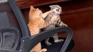 FUNNY CATS MEMES COMPILATION OF 2023 V33