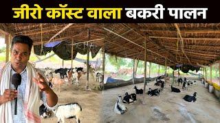 Zero Cost Goat Farming बगीचे में बेकार पड़ा मुर्गी फार्म में शुरू किया 40 बकरी का Goat Farm