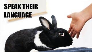 10 Ways to Tell Your Bunny You Love Them