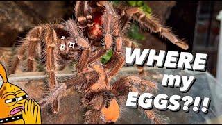 Tarantula “refuses” to give me eggs?? DO IT AGAIN