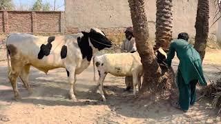 Ox And Cow Crossing Small cow and biggest Ox Crossing Complete Breeding Process