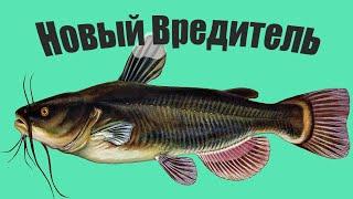 Рыба которая становится хуже ротана и заполоняет все водоемы России