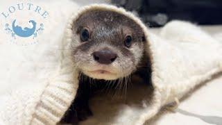 Adorable Otters Playing Hide-and-Seek in My Clothes.