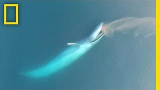 See Blue Whales Lunge For Dinner in Beautiful Drone Footage  National Geographic