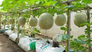 Solution for growing cantaloupe melon for the family at home the fruit is big sweet and succulent