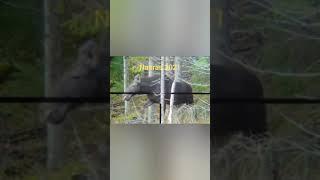 Tactacam-Hirven metsästys-Moose hunting