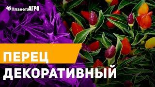 ️ Перец Декоративный  Планета Агро