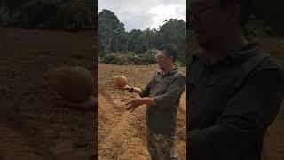 cara cara cari mata  punca air dalam tanah guna kelapa