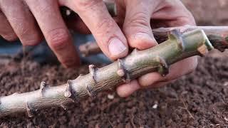 How I Plant Cassava Beds