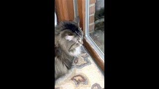 Friendly mouse is teasing Siberian cat through window