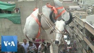 Cattle are Lifted by Crane from Rooftop in Karachi Pakistan for Eid