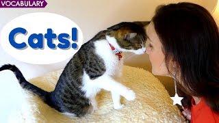 25 Cat Words and Phrases  Advanced English Vocabulary