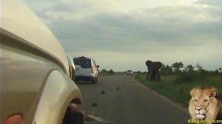 Elephant attacks and rolls car in Kruger National Park.