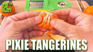 OJAI PIXIE TANGERINES TASTE and REVIEW  There is no better Tangerine out there