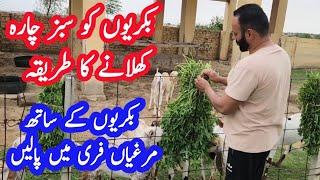 How to feed green fodder to goats  free range chicken farming  desi murghi farming  goat farming