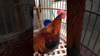 Ayam Hutan Merah Jawa OriginalJinak Gacor Dorr