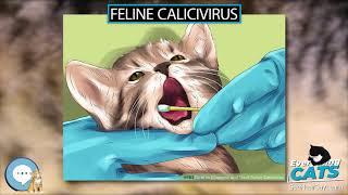Feline calicivirus  EVERYTHING CATS 