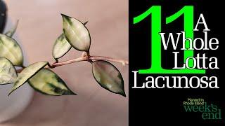 A WHOLE LOTTA LACUNOSA - 11 Hoya Lacunosa - Giant Leaf Durian Perangin Laos Mr Tent and more