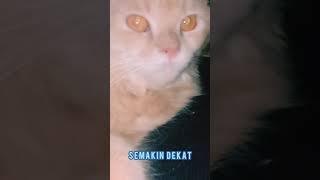 kucing sedih saat tau majikannya meningal