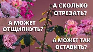 ОБРЕЗКА ПОБЕГОВ РОЗ ОСЕНЬЮ. Зачем и как. 15 сентября 2024 г.