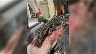 5-Foot Gator SWALLOWED by 18-Foot Burmese Python in Florida Everglades  NBC 6 News