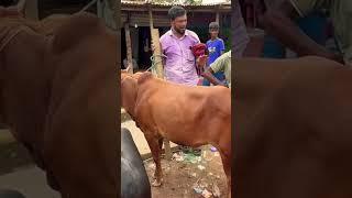 গরুর দাম অনেক বেশি #cow#bangladesh#animals#cowmarket#gorurhat#2024#naturalvillagelife