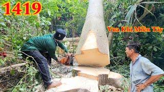 Vua Khỉ cưa hạ nguyên thân cây Gòn để làm ván coppha Cutting cotton tree