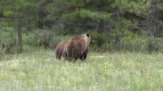 Wildlife at close range in Alberta and BC Canada.