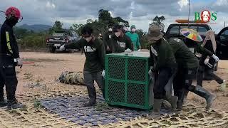 Unsere 68. Auswilderung  BOS  orangutan.de