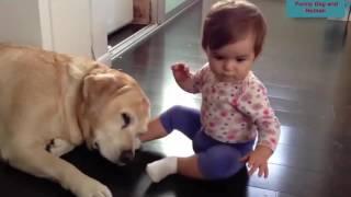 Hot Funny bayby and dog very Cute 2016
