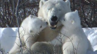 雪景色が気持ちいい ホッキョクグマの子グマとお母さん