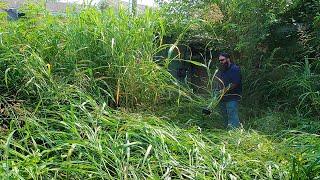 NIGHTMARE CITY VIOLATION CUT - extremely overgrown lawn service - TALLEST GRASS I HAVE EVER CUT