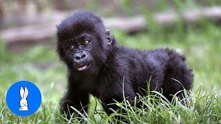 Baby Gorillas Being Naughty - Cutest Compilation