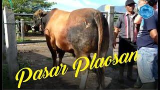 PASAR WAGE PLAOSAN SAPI PEGON DAN SIMMENTAL JUMBO