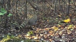 European wildcat - Felis silvestris trail camera